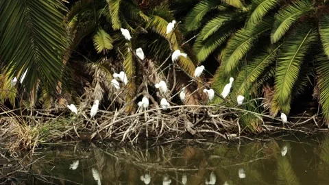 Snowy Egrets grooming Stock Footage 326505827