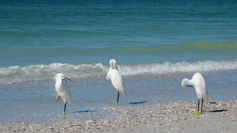 Snowy Egrets preening. Stock Footage 143812619