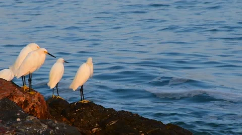 Snowy Egrets On The Rocks At The Ocean Stock Footage 69015743