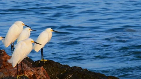 Snowy Egrets On The Rocks At The Ocean Stock Footage 69016333