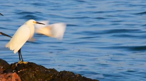Snowy Egrets On The Rocks At The Ocean Stock Footage 69018961