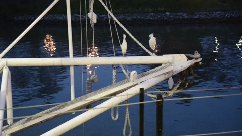 Snowy egrets roosting and preening at night on spars in San Francisco dock Stock Footage 153122152