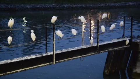 Snowy egrets roosting at dock at night. Video stock 153122153
