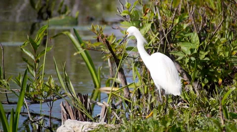 Snowy Egret's Strange Side-stepping 스톡 동영상 45949376