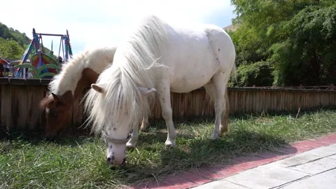 Snowy Equine Elegance: A Sight to Behold Video stock 248774297