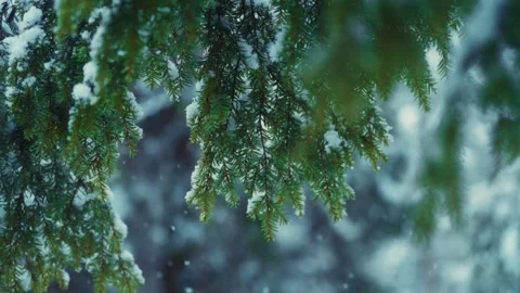 Snowy Evergreen Pine Branches in Winter Forest During Slow Motioned Blizzard Video stock 296283964
