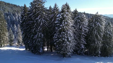 Snowy evergreen pine trees in a forest, aerial orbit around on sunny day Stock Footage 168729331
