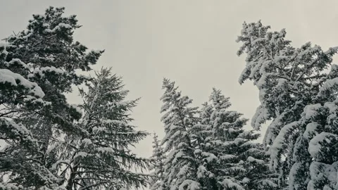 Snowy Evergreen Trees in a Winter Forest Under an Overcast Grey Sky 库存影片 331165269