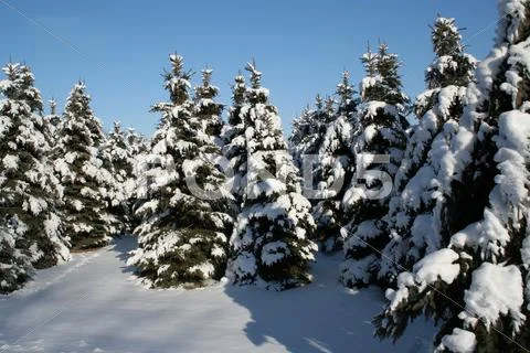 Snowy evergreens Stock Photos