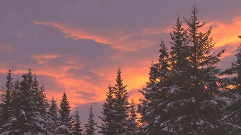 Snowy evergreens at sunset Stock Footage 74095521