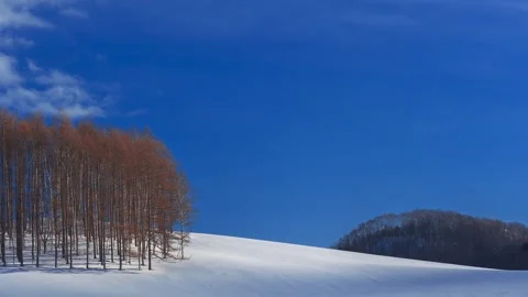 Snowy Field With Bare Larch Trees, Clear Blue Sky Stock Footage 336896296
