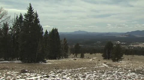 Snowy Field in Foreground and Pine Trees in the Background 動画素材 19012028