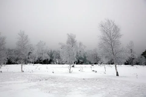 A snowy field with trees in the background Stock Photos