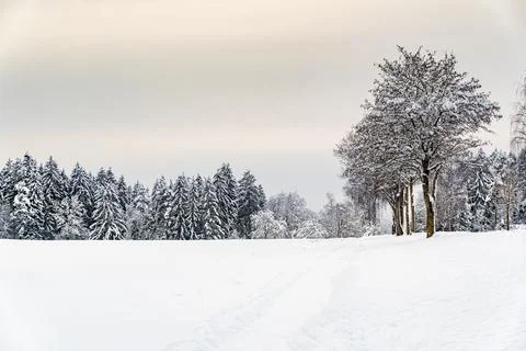 A snowy field with trees in the background Stock Photos