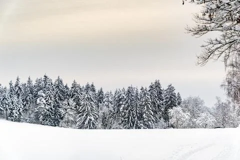 A snowy field with trees in the background Foto stock