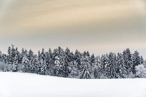 A snowy field with trees in the background Stock Photos