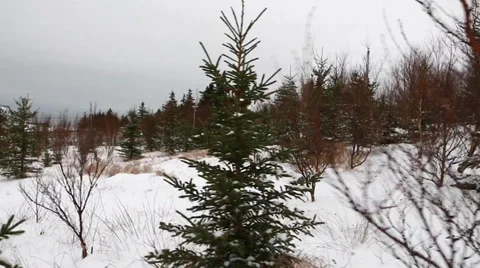 A snowy field with trees Stock Footage 34009413