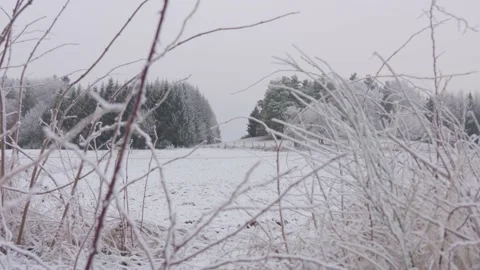 Snowy fields in winter landscape, with pine woods and white sky in background Stock Footage 224123355