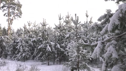 Snowy fir trees Video stock 263777645