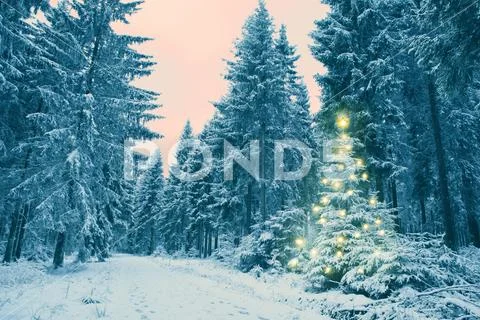 Snowy fir trees in the winter forest. Christmas tree. Stock-Fotos