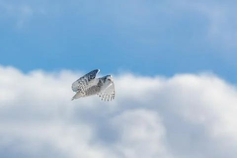 Snowy Flight Stock Photos