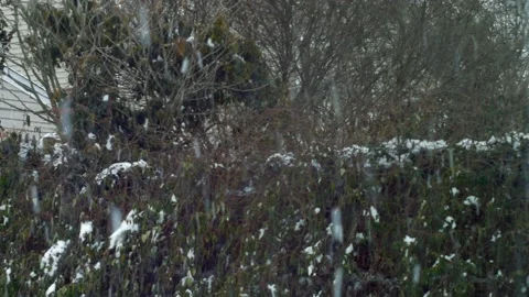 Snowy Foliage Stock Footage 149453946