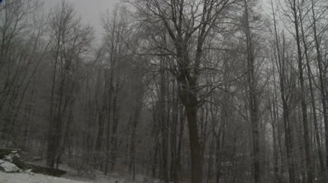 Snowy Forest 2 Vídeos de archivo 40736007