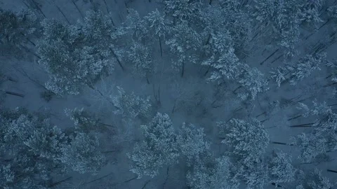 A snowy forest 2 Video stock 147264495