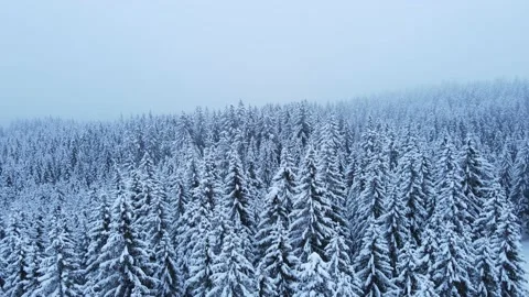 Snowy forest 2 Stock Footage 214391157