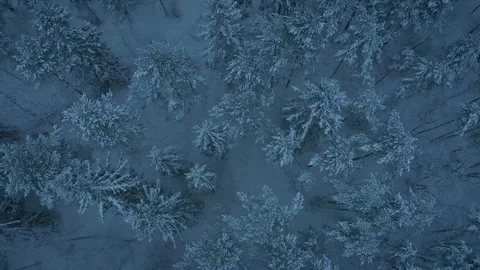 A snowy forest 3 Video stock 147264464