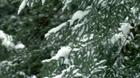 Snowy Forest 490 Stock Footage 600952