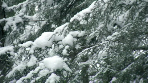 Snowy Forest 493 Stock Footage 600987