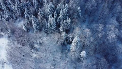 Snowy forest from above Stock Footage 168970566