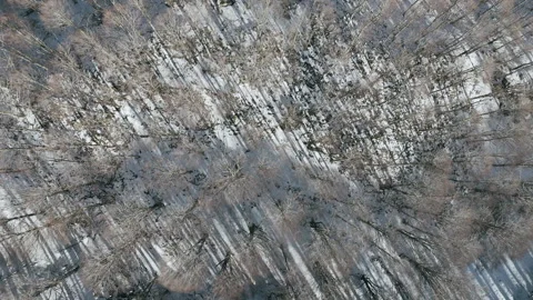 Snowy Forest from Above with Long Shadows Stock Footage 297090682