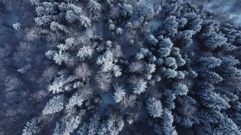 Snowy forest aerial Stock Footage 168968492