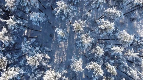 Snowy forest aerial. Stock Footage 169316991