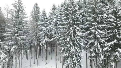 Snowy forest - Aerial shot Stock Footage 171754318
