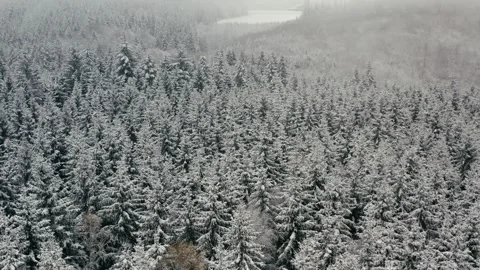 Snowy Forest Aerial View During a Winter Day with Pine Trees and Fog 库存影片 331167564