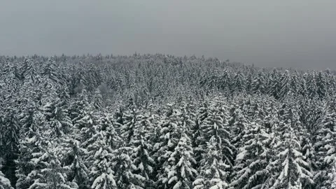 Snowy Forest Aerial View of Pine Trees Covered in Winter Snowfall Scenery 库存影片 331167532