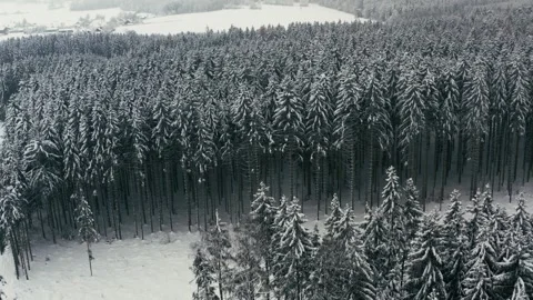 Snowy Forest Aerial View Showcasing a Tranquil Evergreen Woodland in Winter Vidéo 331167526
