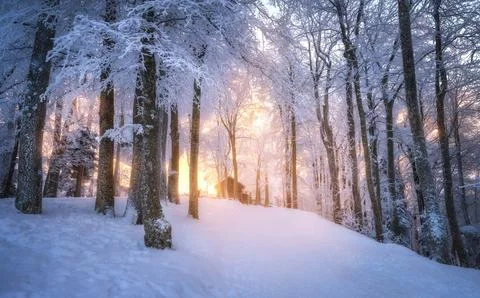 Snowy forest in amazing winter at sunset. Trees in snow Stock Photos
