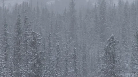 Snowy Forest and Grass reverse zoom Stock Footage 10562974