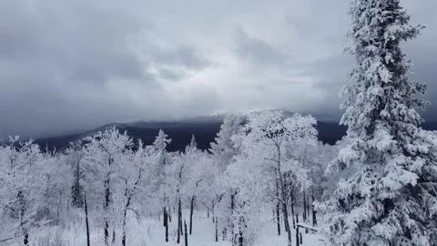Snowy forest and mountains Stock Footage 305186567