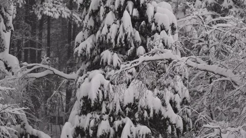 Snowy Forest and Pine Trees in Winter – Falling Snow 4K Stock Footage 329446306