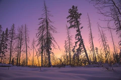 Snowy Forest and Sunset Stock Photos