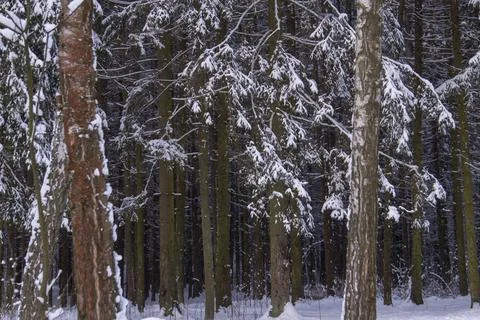 Snowy forest and tree trunks Stock Photos