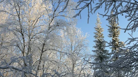 Snowy forest on a background of blue sky. Stock-Footage 119391007