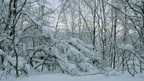Snowy forest on a background of cloudy sky. Stock Footage 119393309