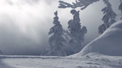 Snowy forest on background of passing fog Stock Footage 150477280