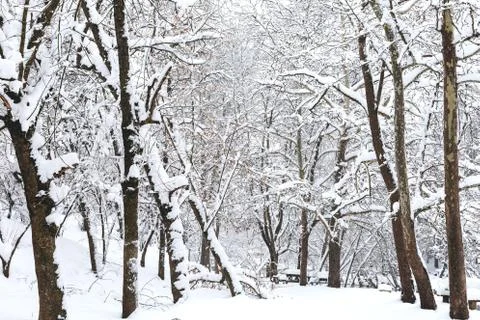Snowy forest, background Stock Photos